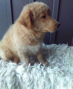 Aussalier Puppies For Sale MN