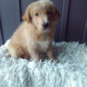 Aussalier Puppies For Sale MN