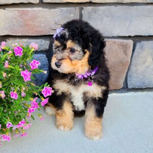 Aussalier Puppies For Sale Oregon​