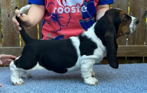 Basset Hound Puppies Florida