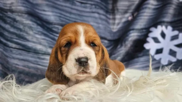 Basset Hound Puppies For Sale Missouri