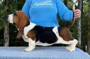 Blue Basset Hound Puppies For Sale