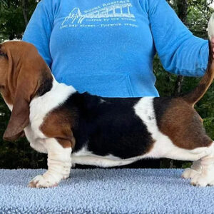 Blue Basset Hound Puppies For Sale