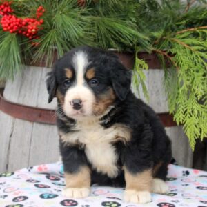 Adopt Bernese Mountain Dog