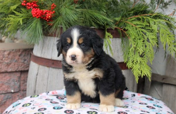 Adopt Bernese Mountain Dog