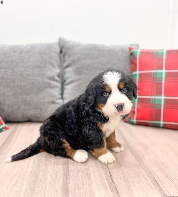 Bernese Mountain Dog Breeders In Ohio