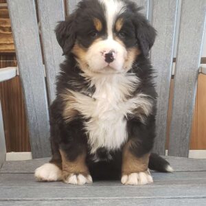 Bernese Mountain Dog For Adoption