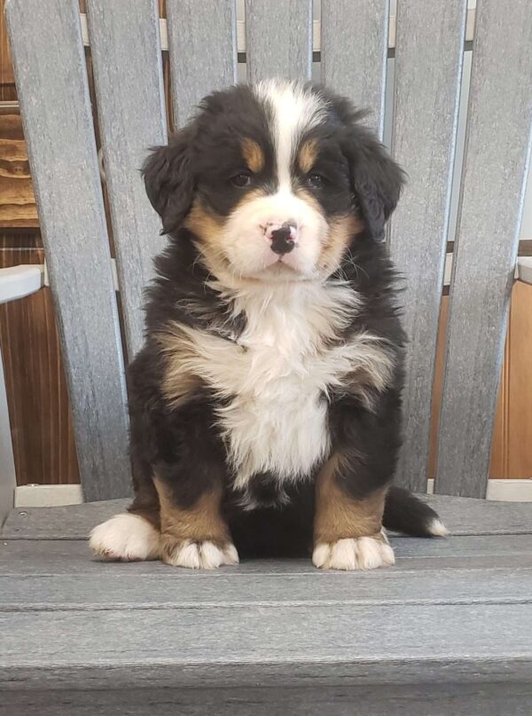 Bernese Mountain Dog For Adoption