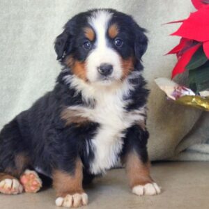 Bernese Mountain Dog Puppy Rescue