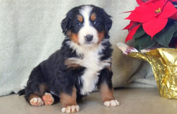 Bernese Mountain Dog Puppy Rescue