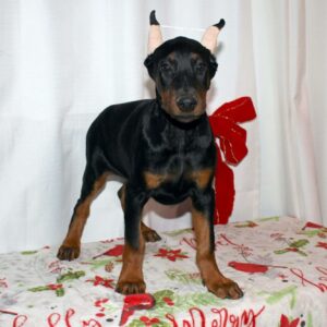 Doberman Pinscher Puppies For Sale In Michigan