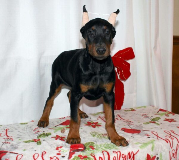 Doberman Pinscher Puppies For Sale In Michigan