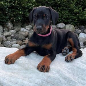 Doberman Puppies For Sale In Albuquerque