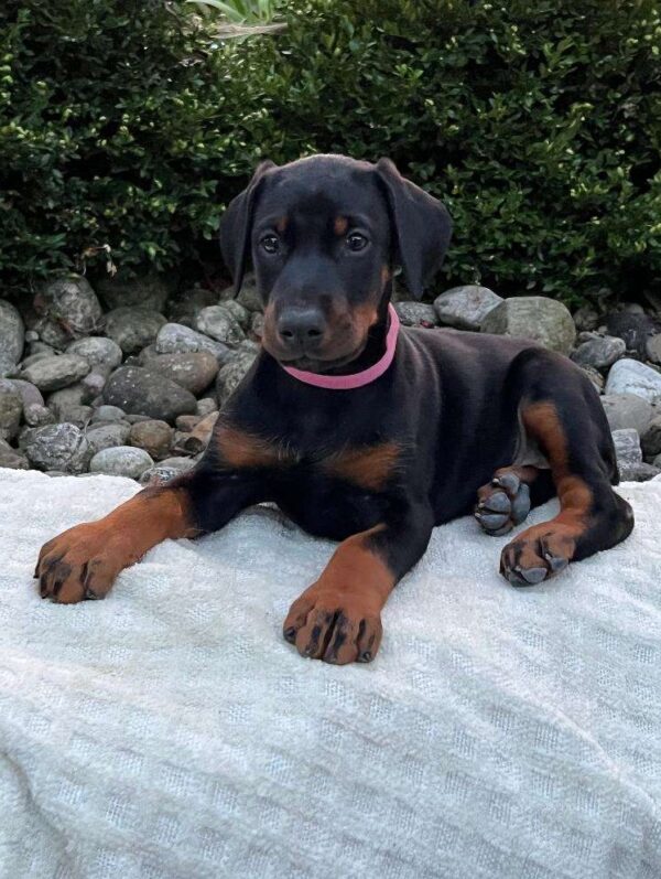 Doberman Puppies For Sale In Albuquerque