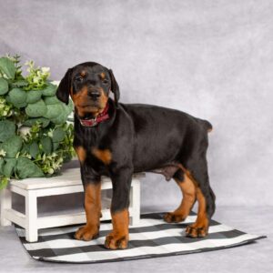 Doberman Puppies For Sale In Michigan