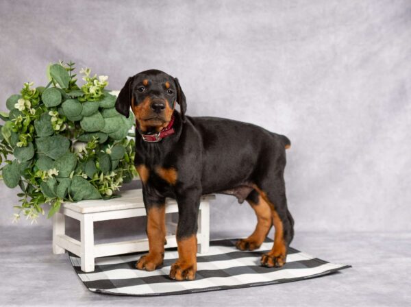 Doberman Puppies For Sale In Michigan