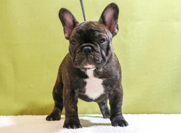 Tan Frenchie