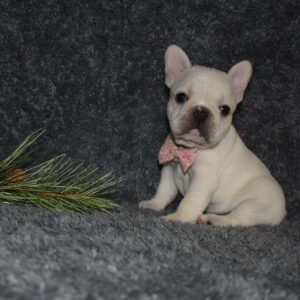 Fawn French Bulldog Puppies