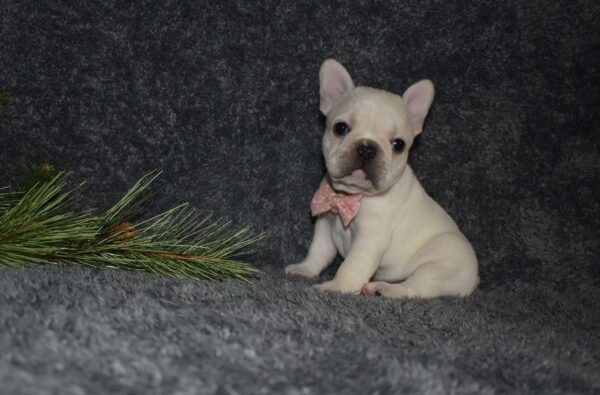 Fawn French Bulldog Puppies