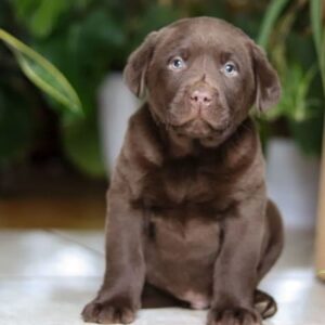 Fox Red lab Puppies For Sale