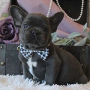 French Bulldog Puppies For Sale In PA Under $500