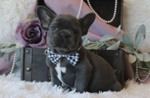 French Bulldog Puppies For Sale In PA Under $500