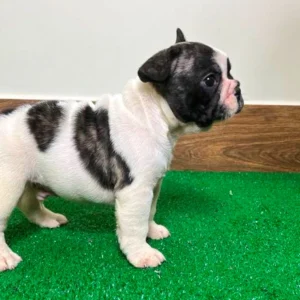 French Bulldog Puppies In MN