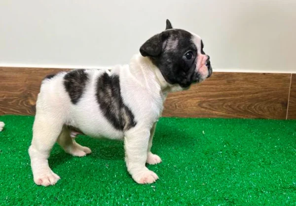 French Bulldog Puppies In MN