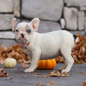 French Bulldog Puppies In Michigan5