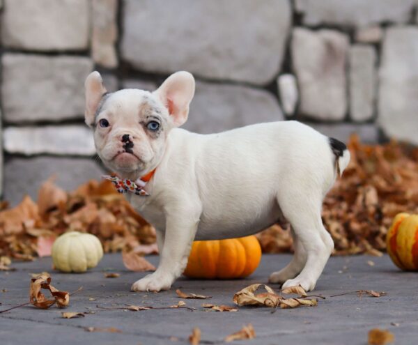 French Bulldog Puppies In Michigan5