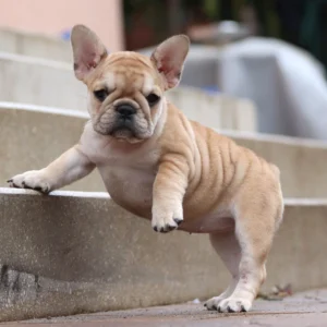 French Bulldog Puppies With Health Guarantee