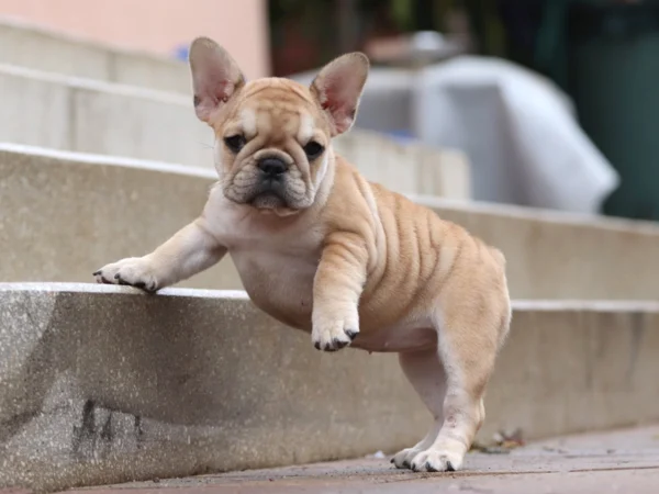 French Bulldog Puppies With Health Guarantee