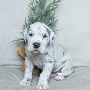 Great Dane Puppies For Sale In Indiana 1