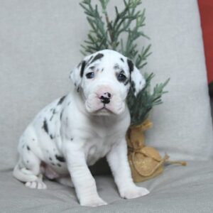 Great Dane Puppies For Sale Ohio