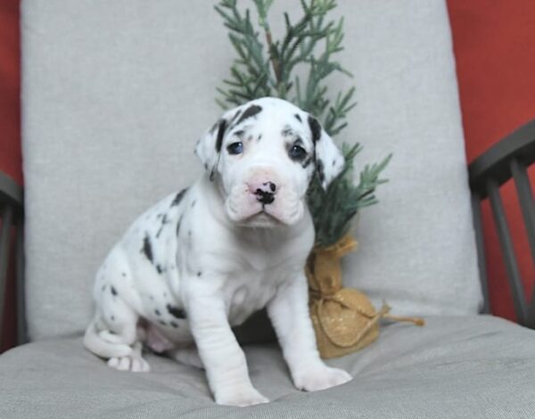 Great Dane Puppies For Sale Ohio