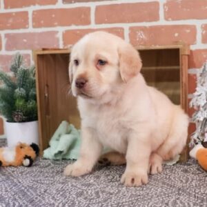 Labrador Retriever Puppies For Sale In Chicago 10