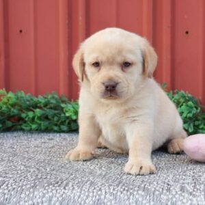 Labrador Retriever Puppies For Sale In Louisiana