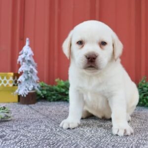 Labrador Retriever Puppies For Sale In NH 8