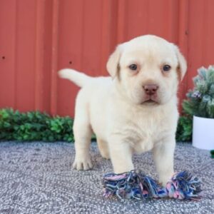 Labrador Retriever Puppies For Sale In Tampa 1