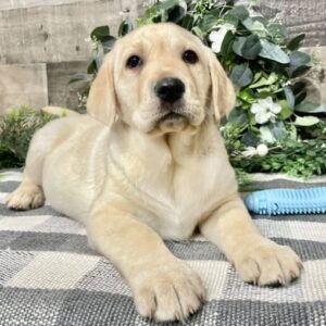 Labrador Retriever Puppies Texas 6