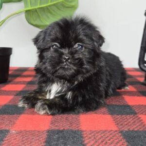 Shih Tzu Puppies For Sale In Arkansas 8