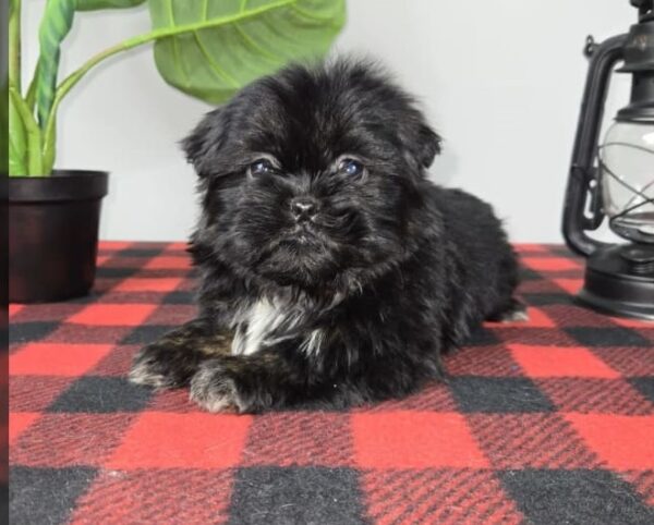 Shih Tzu Puppies For Sale In Arkansas 8