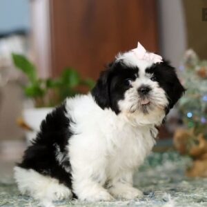 Shih Tzu Puppies For Sale In Charlotte NC