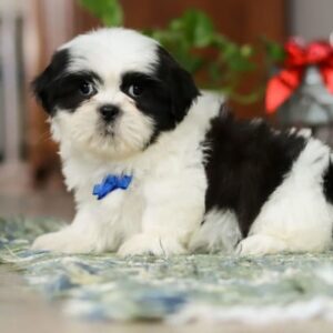 Shih Tzu Puppies For Sale In Iowa