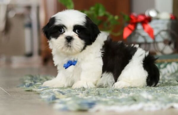 Shih Tzu Puppies For Sale In Iowa