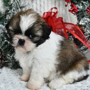 Shih Tzu Puppies In Louisville KY 4