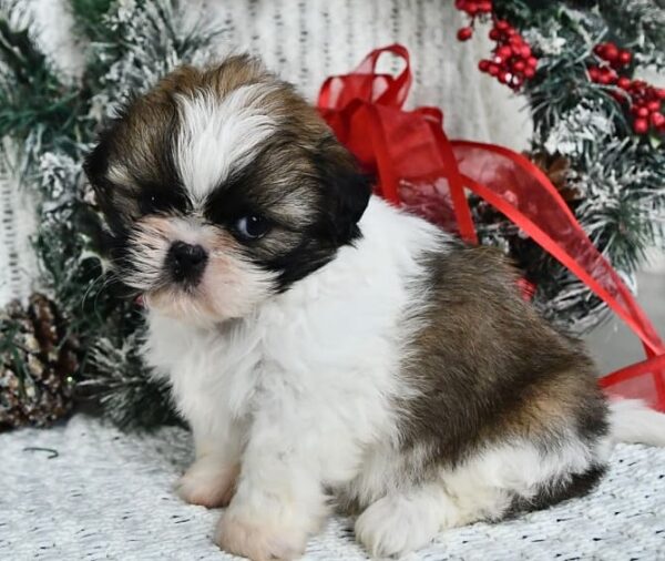 Shih Tzu Puppies In Louisville KY 4