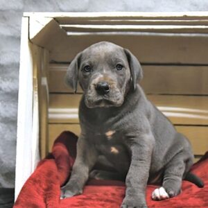 Great Dane Puppies For Sale In Ohio