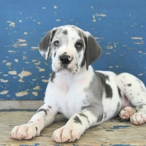 great dane puppies for sale in texas