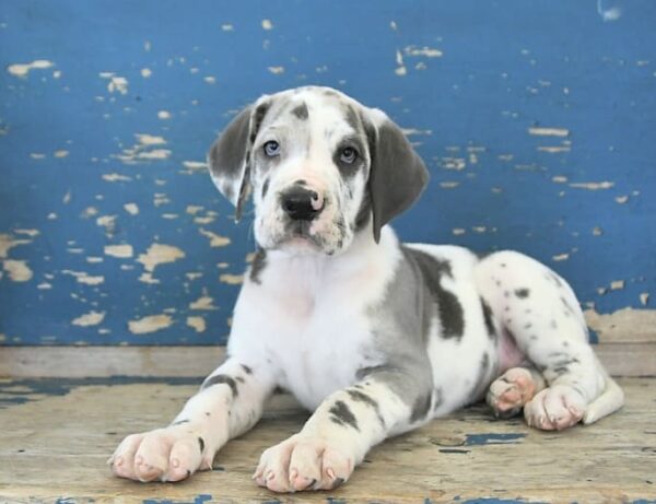 great dane puppies for sale in texas